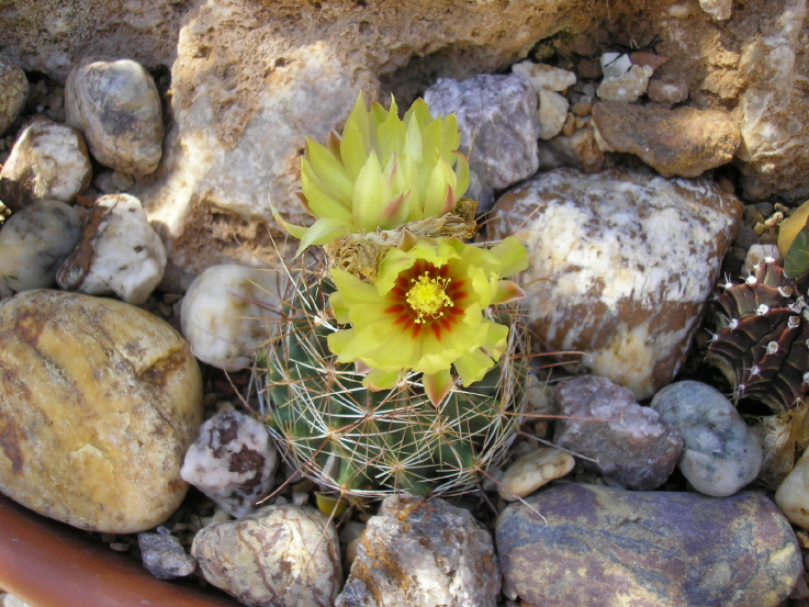 Cactus Flower Picture Graphic